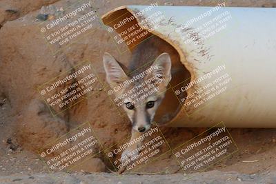 media/May-26-2024-TrackXperience (Sun) [[9b53715927]]/5-Turn 16 Foxes/